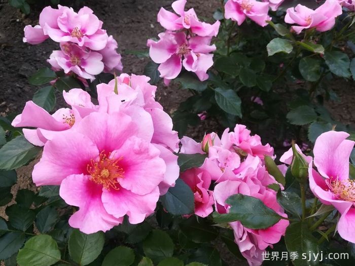 粉色见你月季/再见粉色See You in Pink(图3)