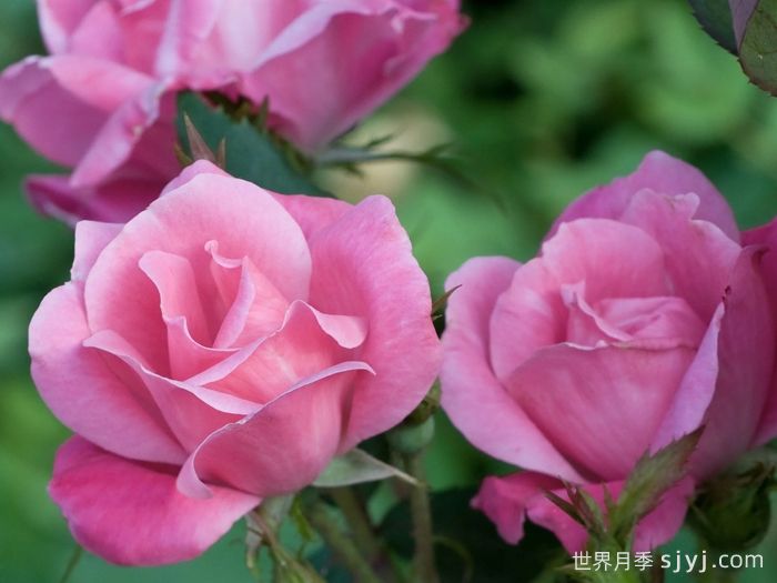 粉色绝代佳人月季Pink Knock Out(图2)