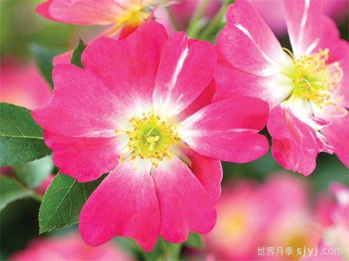 粉色漂流月季Pink Drift(图1) 粉色漂流月季Pink Drift(图1)