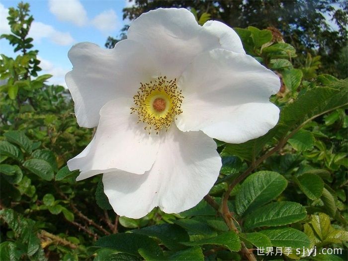 粉色惊喜月季White Surprise(图1) 粉色惊喜月季White Surprise(图1)