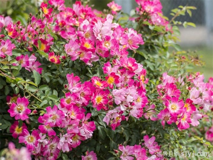 粉色漂流月季Pink Drift(图3) 粉色漂流月季Pink Drift(图3)