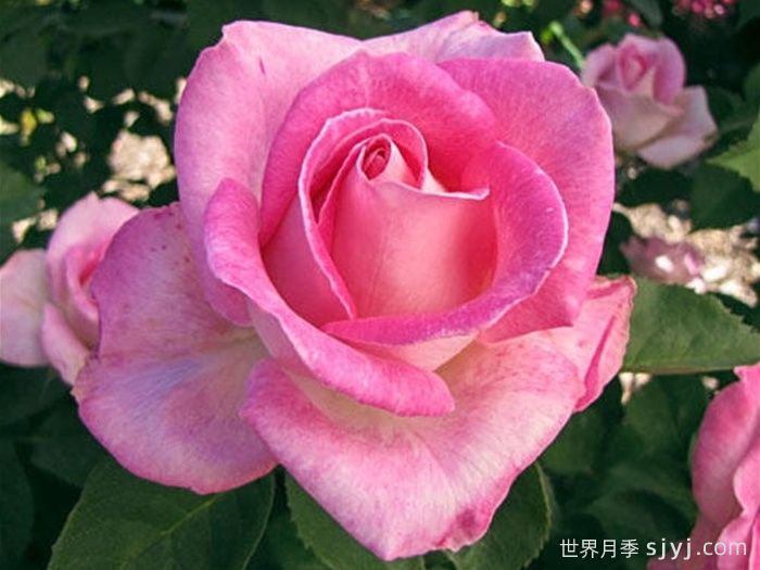 粉色庆典月季Pink Celebration(图1) 粉色庆典月季Pink Celebration(图1)