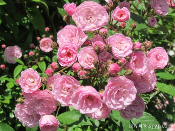 粉色天堂月季Heavenly Pink(图3)