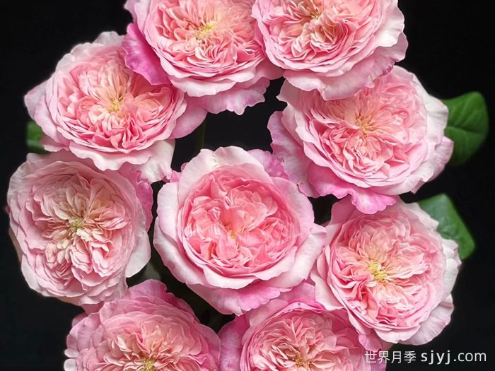 粉色香水月季/五号香水Pink Fragrance(图2) 粉色香水月季/五号香水Pink Fragrance(图2)