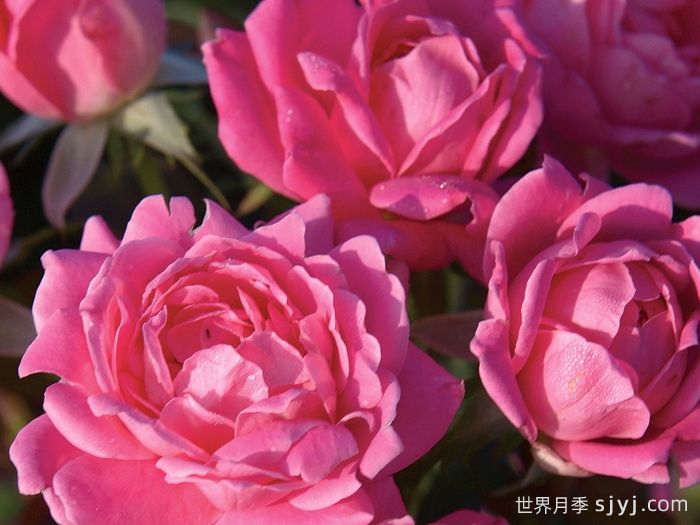 粉色重瓣绝代佳人月季Pink Double Knock Out(图3)