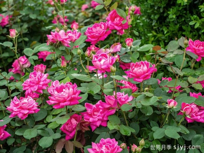 粉色重瓣绝代佳人月季Pink Double Knock Out(图4)