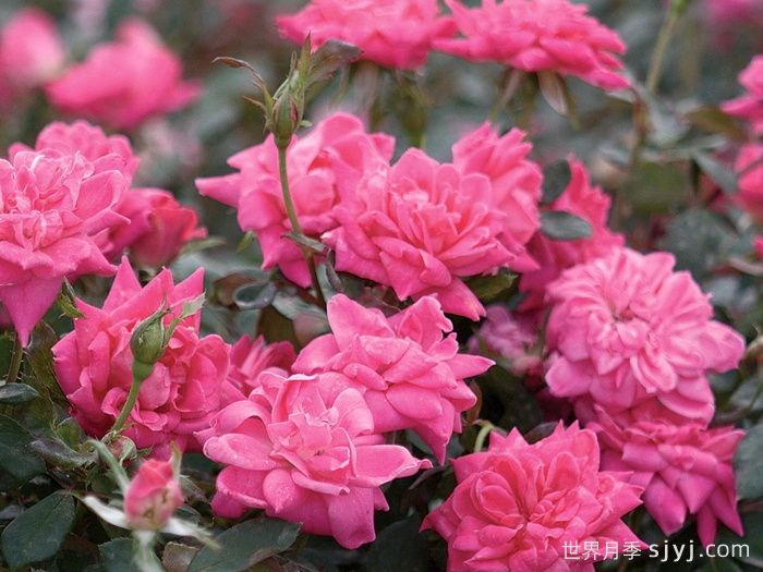 粉色重瓣绝代佳人月季Pink Double Knock Out(图5)