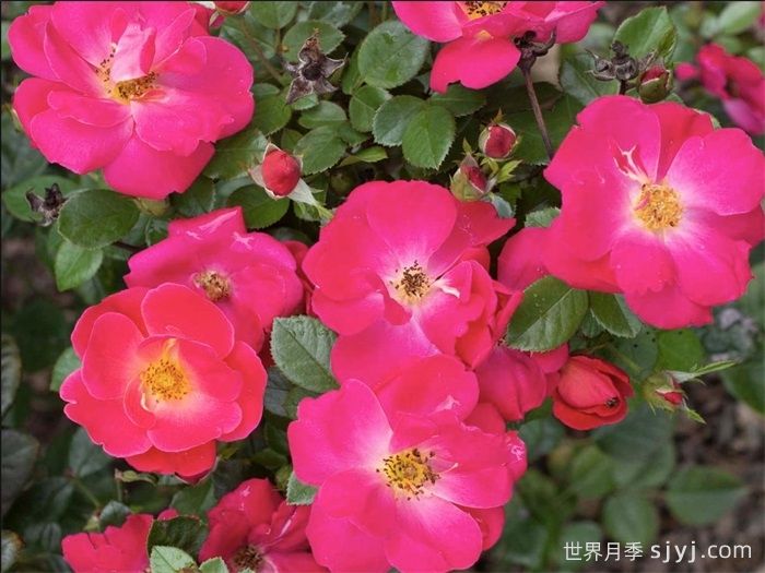 粉砖房月季Brick House Pink(图2)