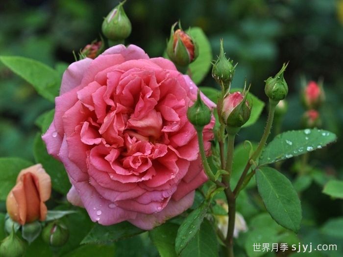 奋勇号月季The Endeavour(图3)