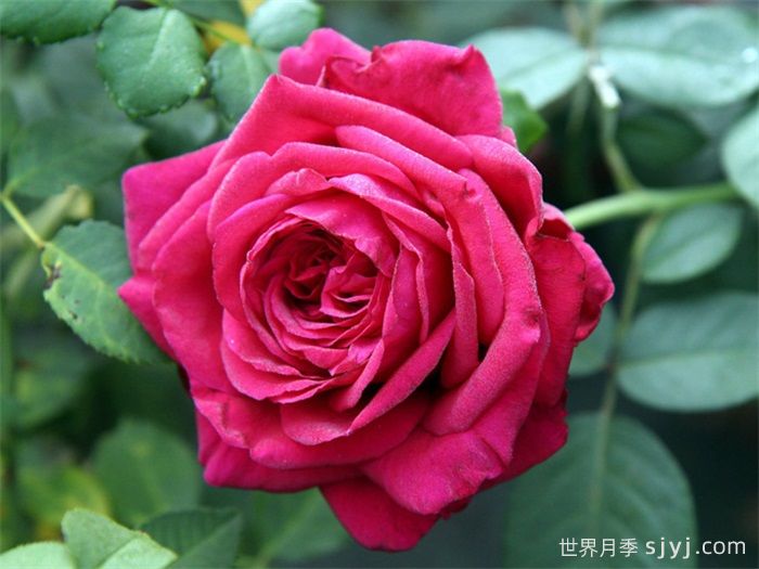 风中的玫瑰月季/四风之花月季La Rose des 4 vents(图2)