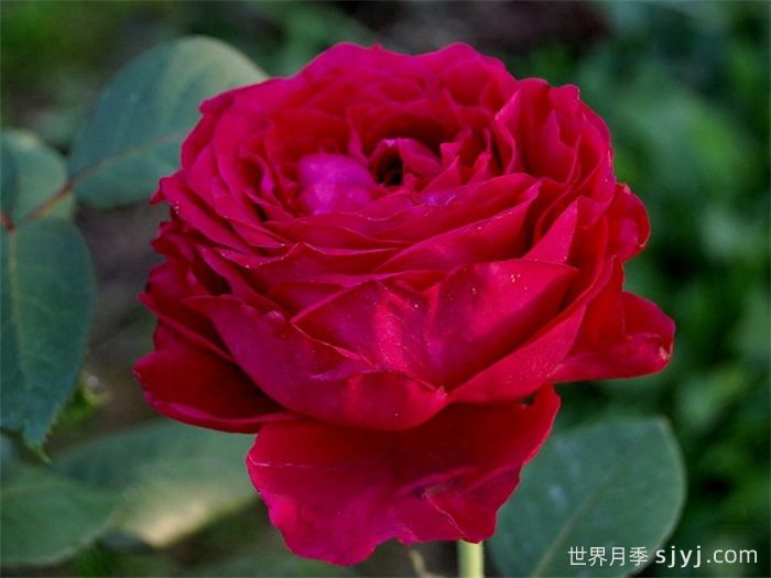 风中的玫瑰月季/四风之花月季La Rose des 4 vents(图3)