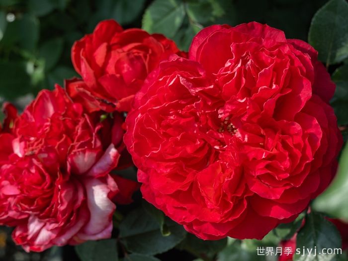 凤凰台月季(图2)