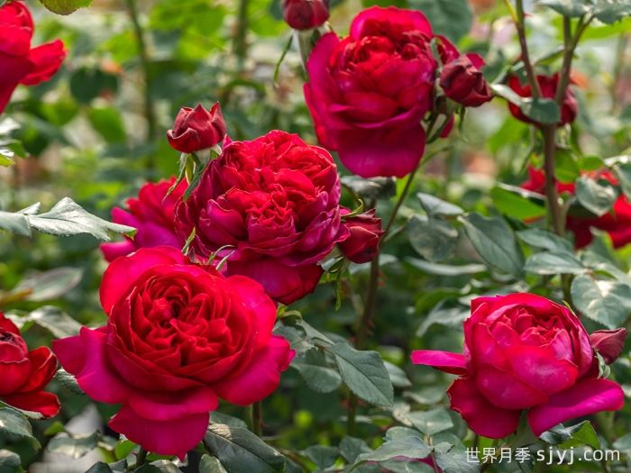 凤凰台月季(图3)