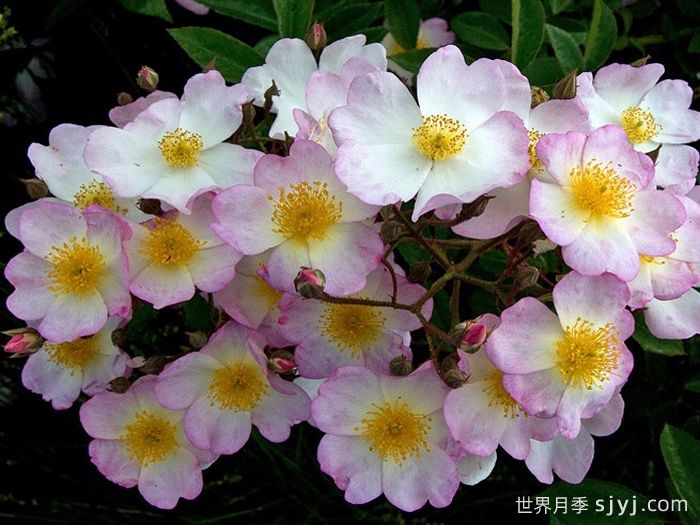 弗朗西斯莱斯特月季Francis E. Lester(图2) 弗朗西斯莱斯特月季Francis E. Lester(图2)