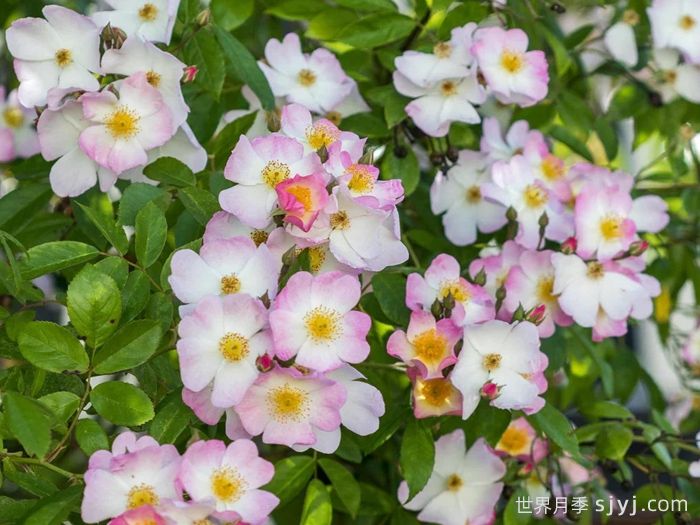 弗朗西斯莱斯特月季Francis E. Lester(图3) 弗朗西斯莱斯特月季Francis E. Lester(图3)