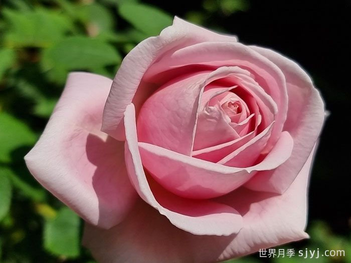 弗雷德里克米斯塔尔月季/米斯特拉香水/儿童玫瑰Frederic Mistral(图3)