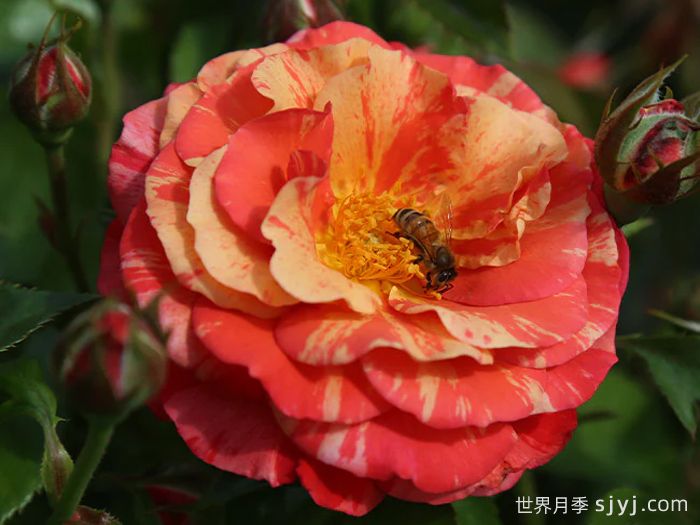 弗里达卡罗月季Frida Kahlo(图3) 弗里达卡罗月季Frida Kahlo(图3)