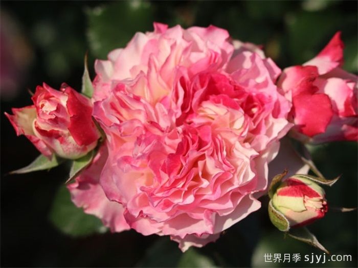 浮桃月季(图1) 浮桃月季(图1)