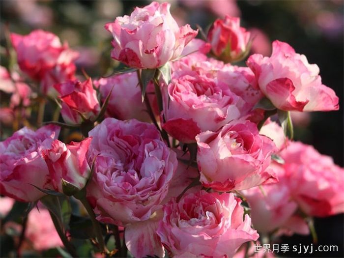 浮桃月季(图2) 浮桃月季(图2)