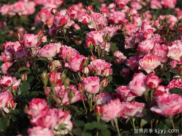 浮桃月季(图3) 浮桃月季(图3)