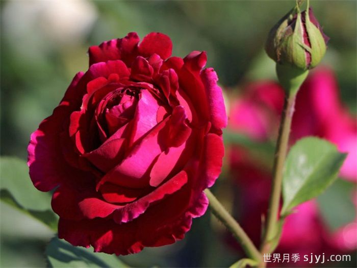 福斯塔夫月季Falstaff(图2)