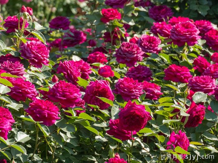 紫茸月季(图4)