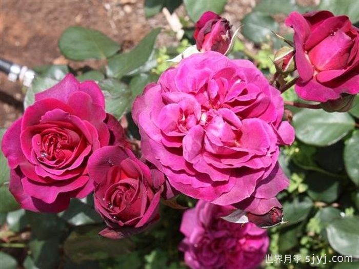 紫色光辉月季/紫色辉煌Purple Splendour(图1)