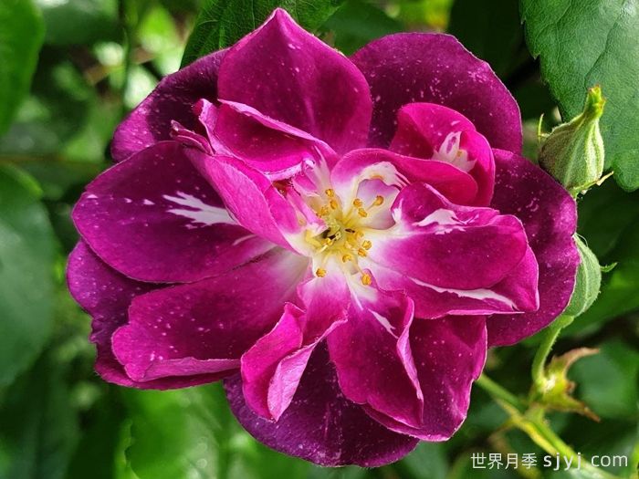 紫色客机月季/紫色天际线Purple Skyliner(图1)