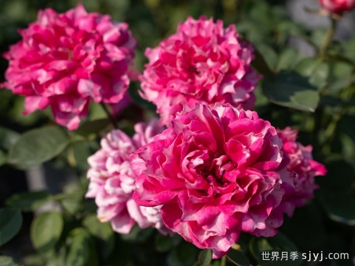 紫雾凝霜月季(图1)