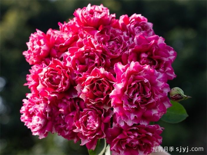 紫雾凝霜月季(图3)