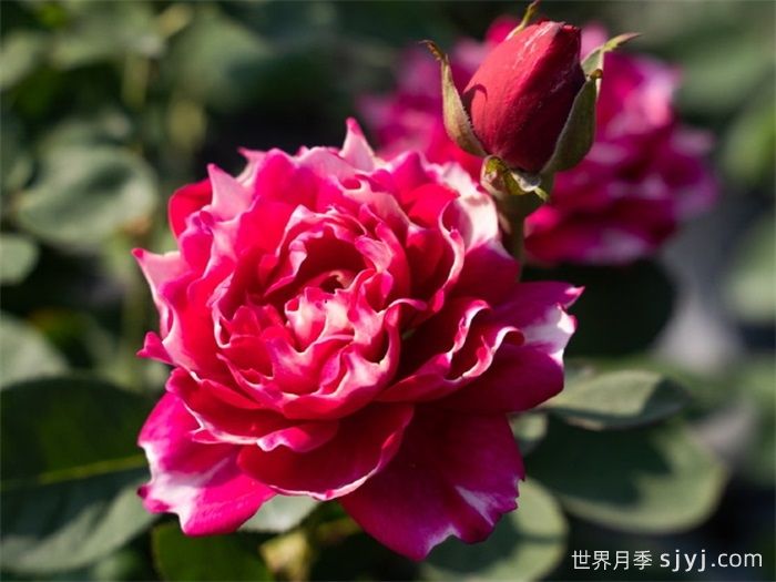 紫雾凝霜月季(图4)