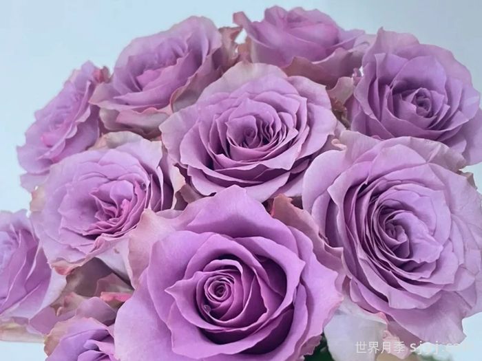 紫霞仙子月季/夜莺月季Nightingale(图3)