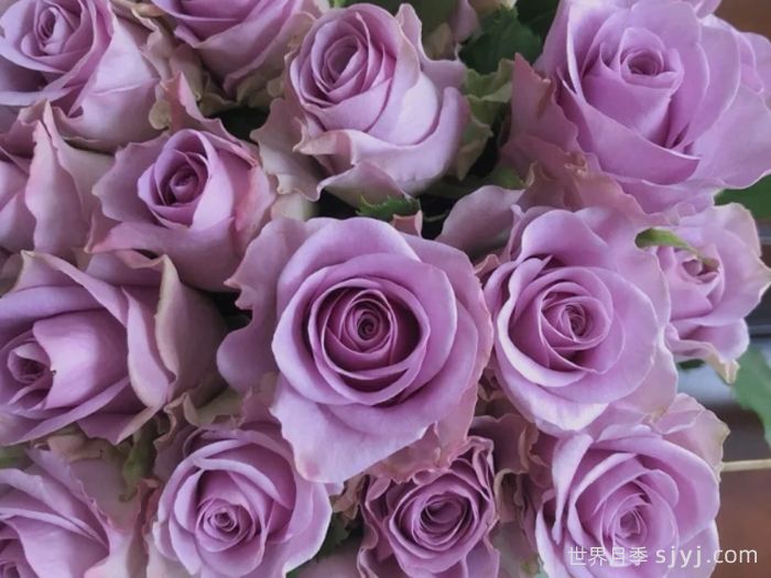 紫霞仙子月季/夜莺月季Nightingale(图4)