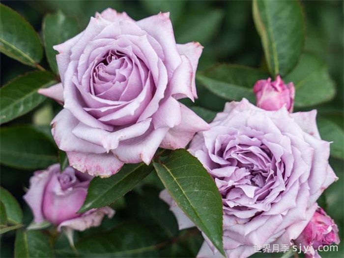 紫烟月季(图2) 紫烟月季(图2)