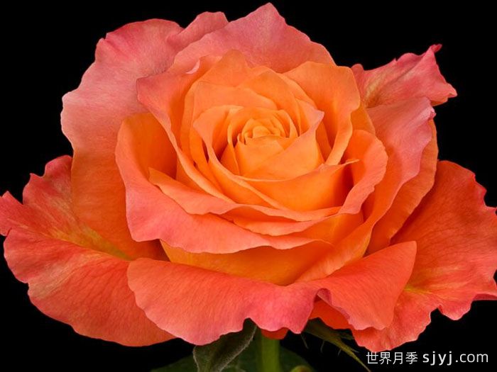 自由精灵月季/火灵鸟/自由主义Free Spirit(图4)