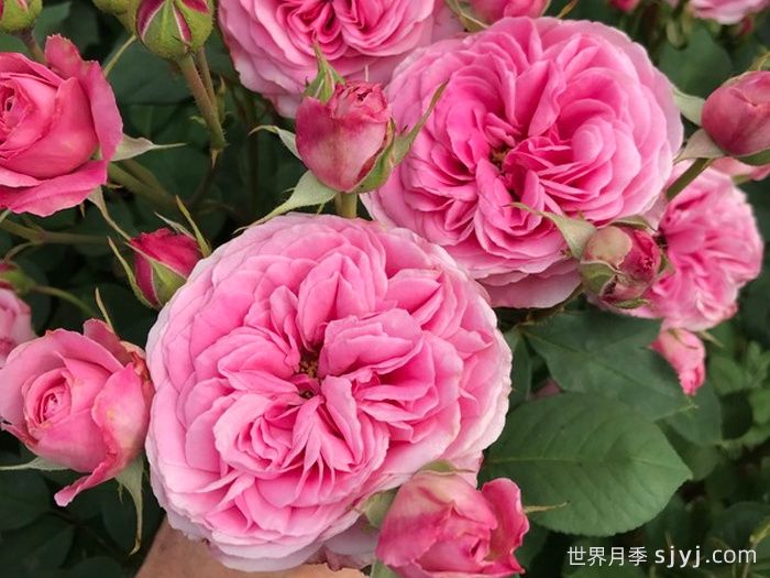 祖母粉色月季/祖母的粉色Grandmas Pink(图1) 祖母粉色月季/祖母的粉色Grandmas Pink(图1)