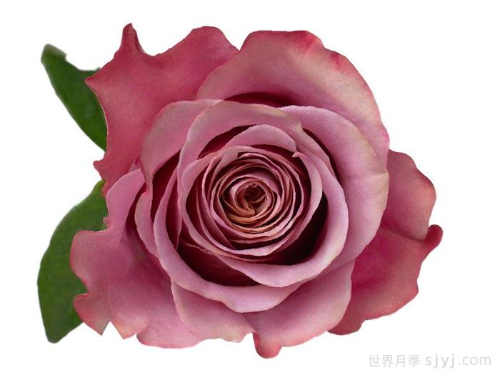 紫月月季Purple Moon(图1)