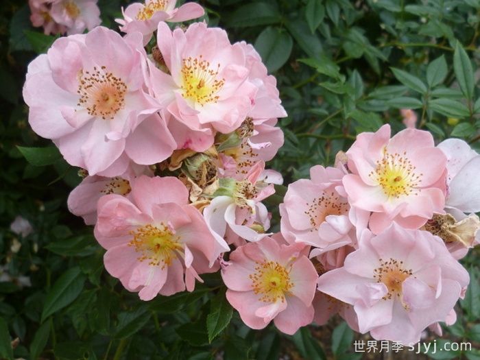 自由飞翔月季/珊瑚海月季/张开双臂Open Arms(图2)