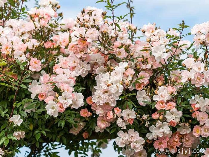 自由飞翔月季/珊瑚海月季/张开双臂Open Arms(图3)