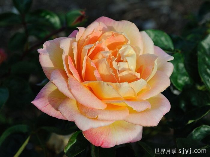 祖母珍妮月季Grandmere Jenny(图1)