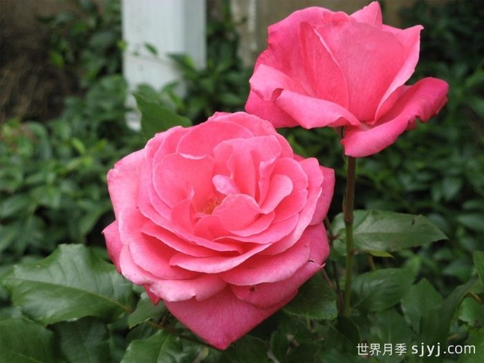 祖母祝福月季/祖母的祝福Grandmas Blessing(图1)