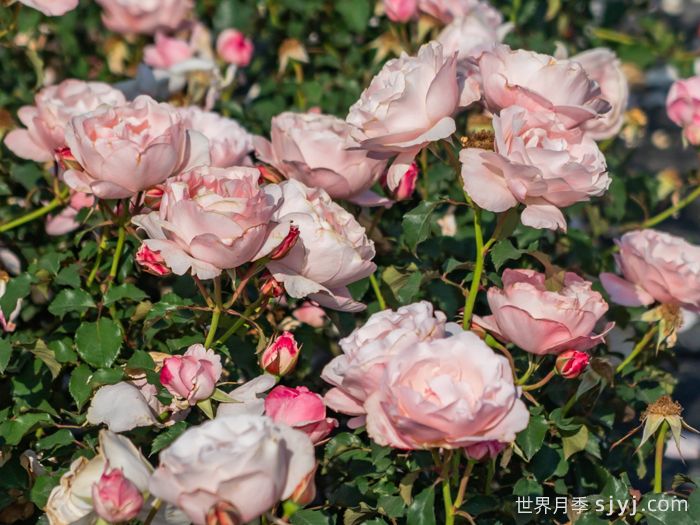 醉芙蓉月季(图4) 醉芙蓉月季(图4)