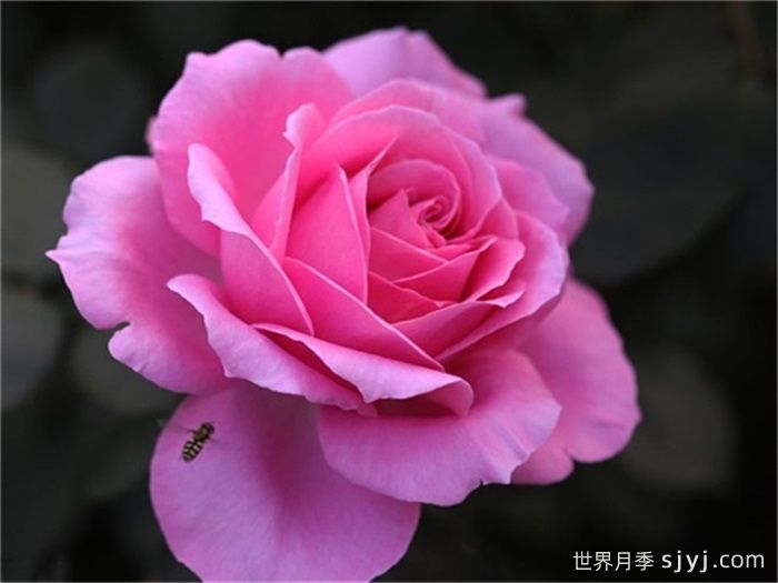 醉红颜月季(图1)