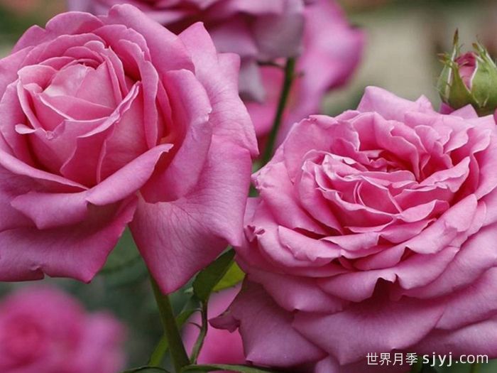 醉红颜月季(图2)