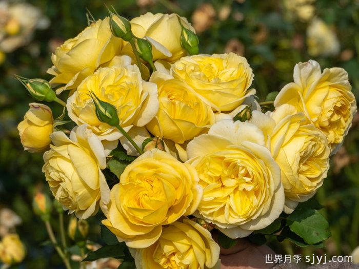 醉千山月季(图2)