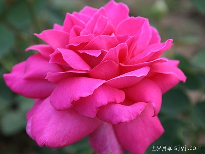 醉香酒月季介绍和优缺点(图1)