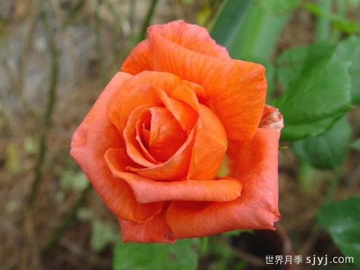 佐丽娜月季/佐琳娜Zorina(图1) 佐丽娜月季/佐琳娜Zorina(图1)