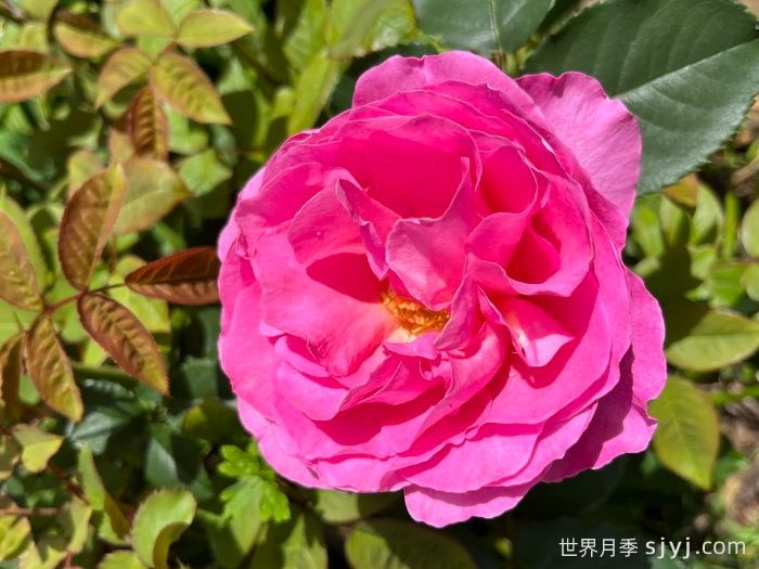 复古小姐月季Vintage Miss(图1) 复古小姐月季Vintage Miss(图1)