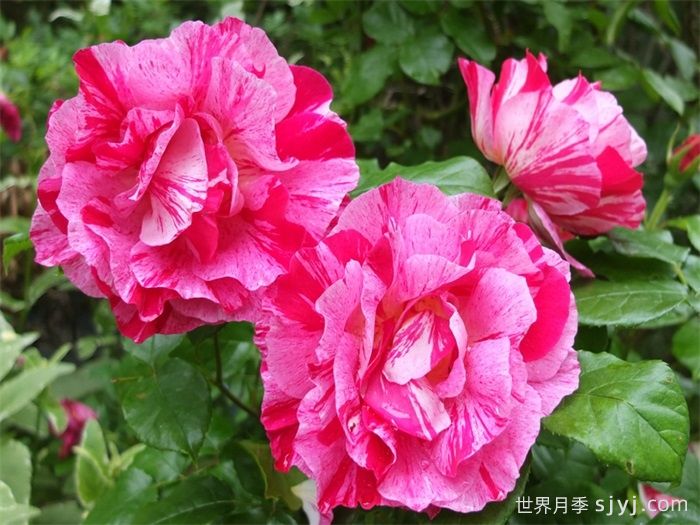 盖伊萨伏瓦月季/盖伊萨沃伊Guy Savoy(图1)