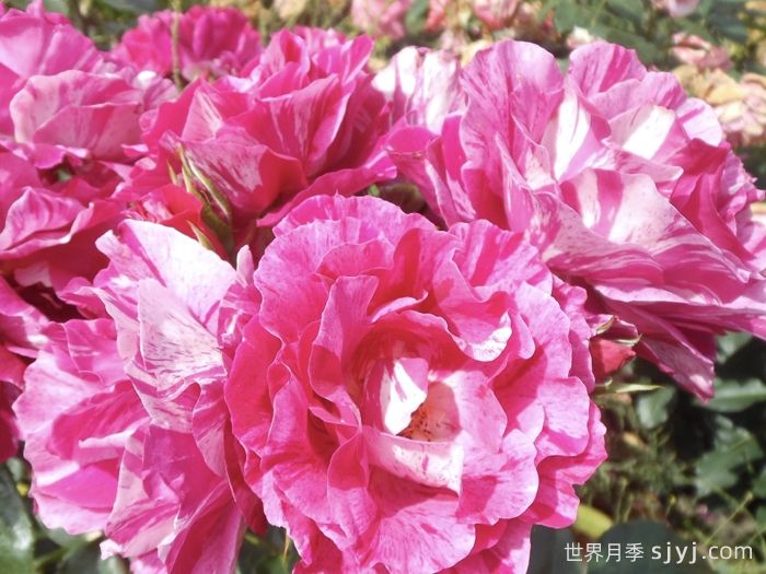 盖伊萨伏瓦月季/盖伊萨沃伊Guy Savoy(图2)